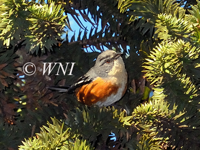 Buff-breasted Warbling-Finch  (Poospiza lateralis)